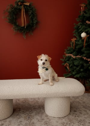 Image of Cozy Studio Holiday minis 2025