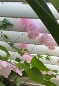 Image 6 of Bougainvillea Blossom Bottle (Item #202510BB)