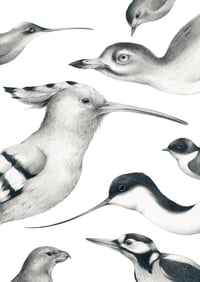 Coloquio de aves