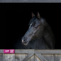 Image 1 of Pink Hello Horse Stable Plate – Includes Lifetime Subscription