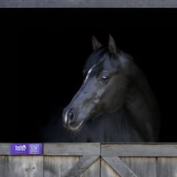 Image 1 of Purple Hello Horse Stable Plate – Includes Lifetime Subscription