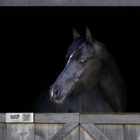 Image 1 of Brushed Silver Effect Hello Horse Stable Plate – Includes Lifetime Subscription