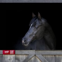 Image 1 of Red Hello Horse Stable Plate – Includes Lifetime Subscription