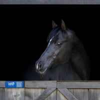 Image 1 of Blue Hello Horse Stable Plate – Includes Lifetime Subscription
