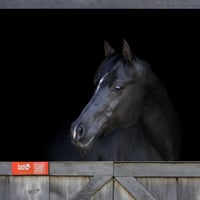 Image 1 of Orange Hello Horse Stable Plate – Includes Lifetime Subscription