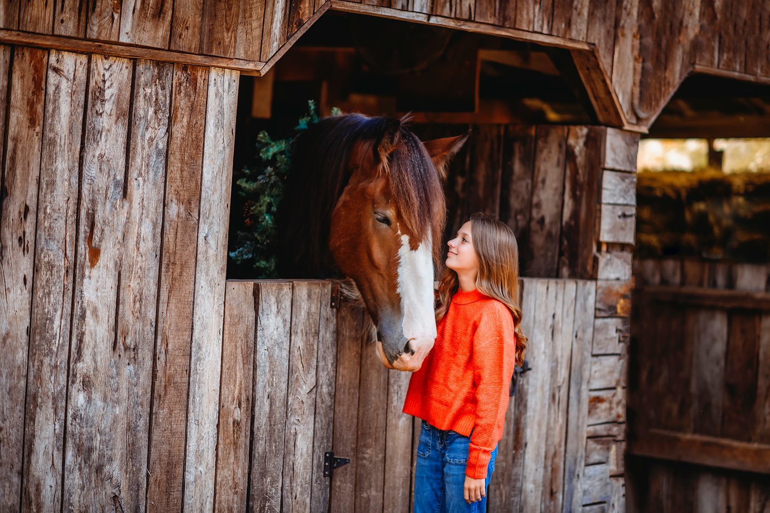 Image of Christmas Photos with a Clydesdale  NON REFUNDABLE  Deposit Only