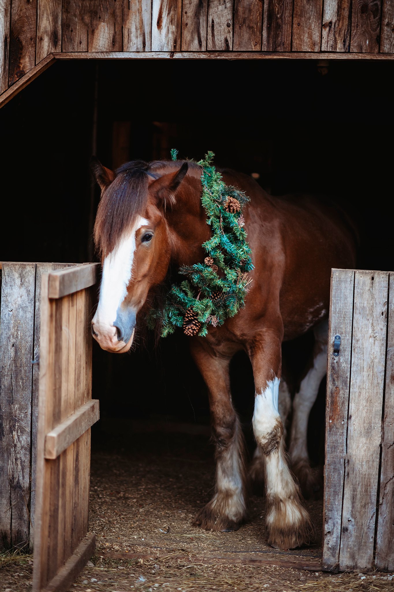 Image of Christmas Photos with a Clydesdale  NON REFUNDABLE  Deposit Only