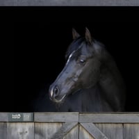Image 1 of Grey Hello Horse Stable Plate – Includes Lifetime Subscription