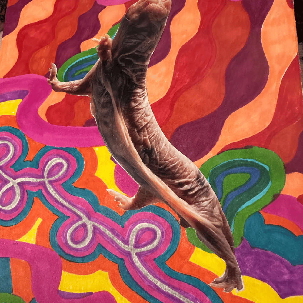 Image of naked mole rat collage