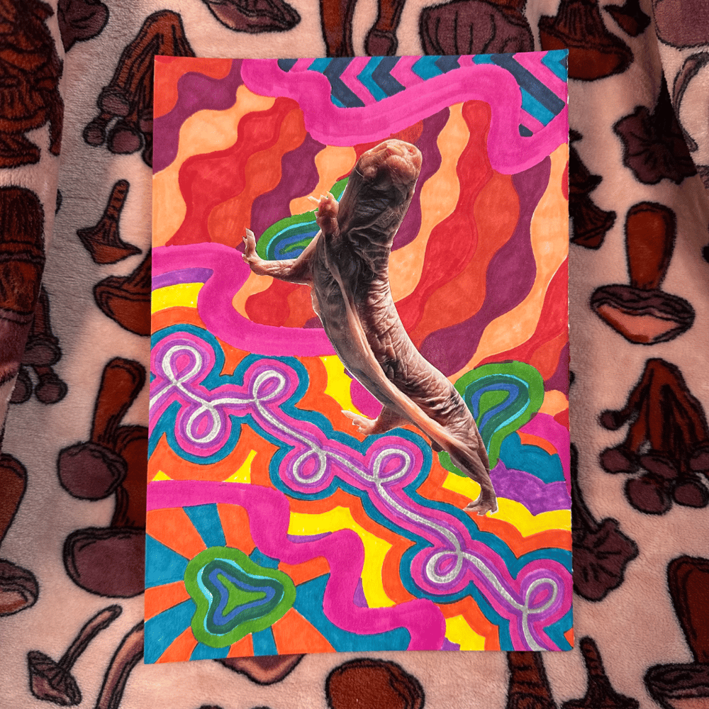 Image of naked mole rat collage