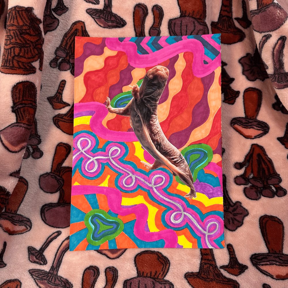 Image of naked mole rat collage