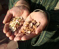 Image 2 of 100% Pure Moroccan Argan oil / Aceite de Argan 