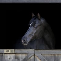 Image 1 of Almond Hello Horse Stable Plate – Includes Lifetime Subscription