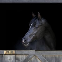 Image 1 of Brushed Gold Effect Hello Horse Stable Plate – Includes Lifetime Subscription