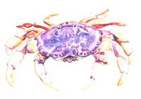 Dungeness Crab Print
