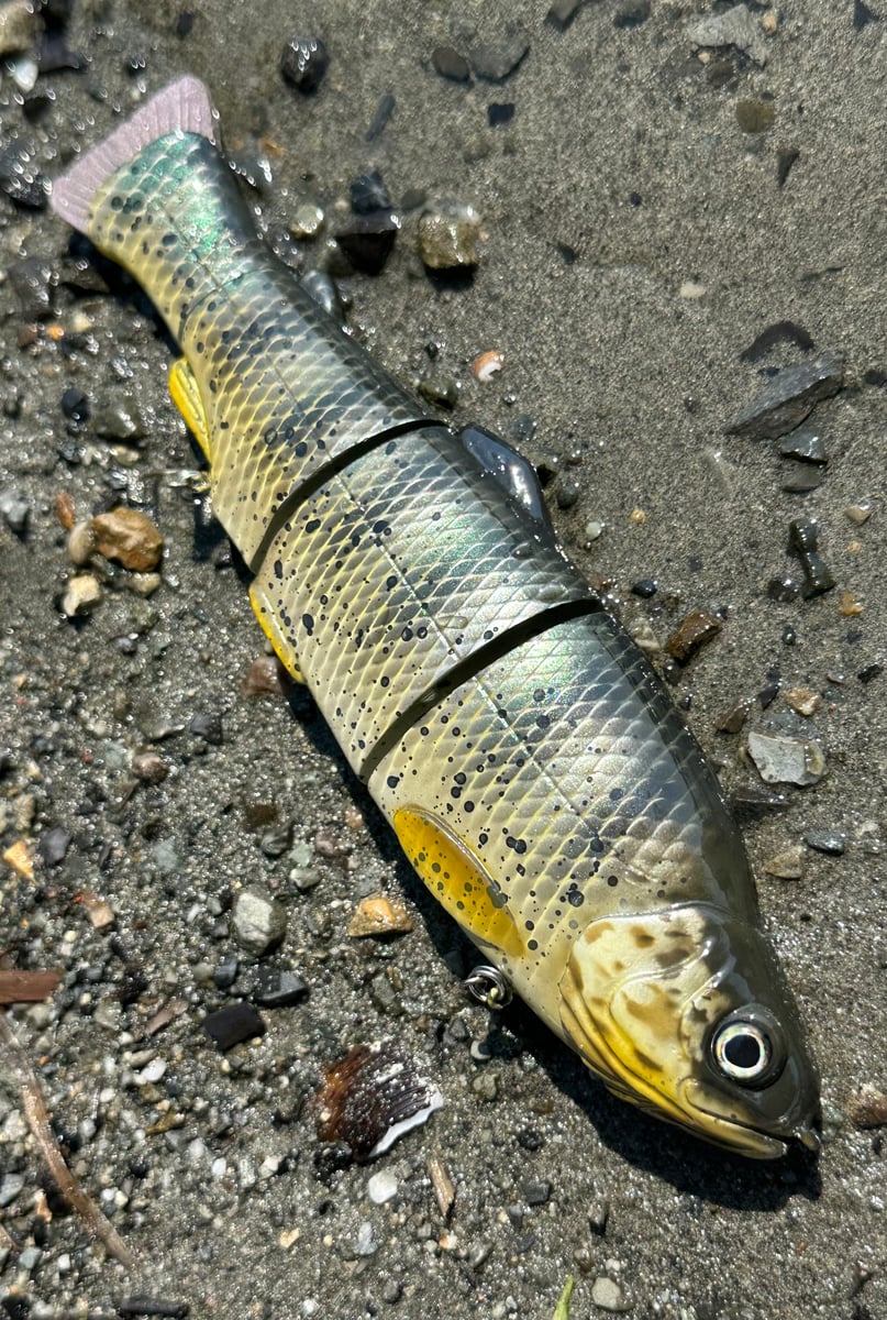 Immortal Trout 7.7 “Lake Perch” | bassjakbaits