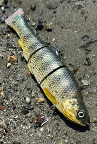 Immortal Trout 7.7 “Lake Perch”