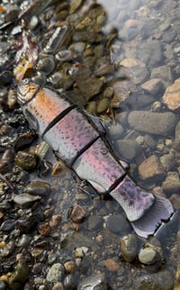 Image 2 of Immortal Trout 7.7 “Hybrid Trout”