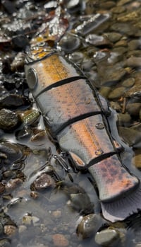 Image 3 of Immortal Trout 7.7 “Hybrid Trout”