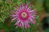 Isopogon formosus – Rose Coneflower