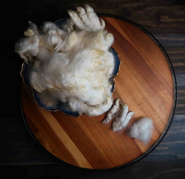 White Texel - Washed Fleece