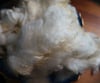 White Texel - Washed Fleece