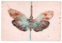 Image 1 of  Red-nosed Lanternfly 