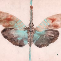 Image 2 of  Red-nosed Lanternfly 