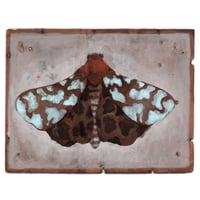 Image 1 of Natural ink Peppered moth 