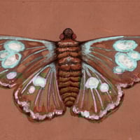 Image 2 of Natural ink Butterfly 04