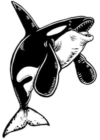 Image 5 of Happy Orca T-shirt  (B3) 