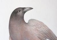 Image 3 of Original Cuervito