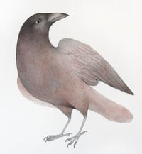 Image 2 of Original Cuervito