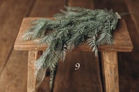 Image 10 of Greenery