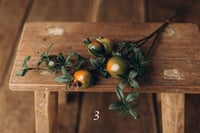 Image 3 of Various  plants