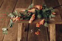 Image 5 of Various  plants