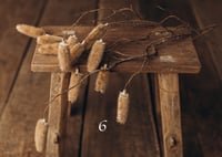Image 6 of Various  plants