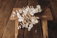 Image 3 of Various flowers 