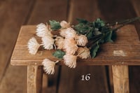 Image 16 of Various flowers 
