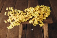 Image 2 of Various flowers 