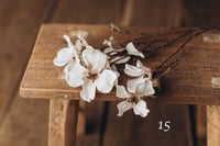 Image 15 of Various flowers 