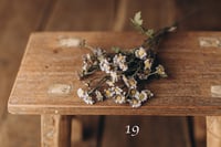 Image 19 of Various flowers 