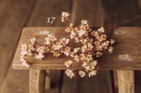 Image 17 of Various flowers 