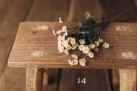 Image 14 of Various flowers 