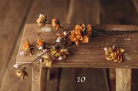 Image 10 of Various flowers 