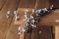 Image 9 of Various flowers 