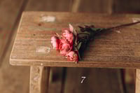 Image 7 of Various flowers 