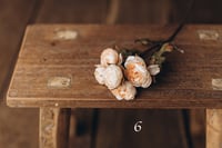 Image 6 of Various flowers 