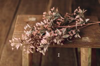 Image 1 of Various flowers 