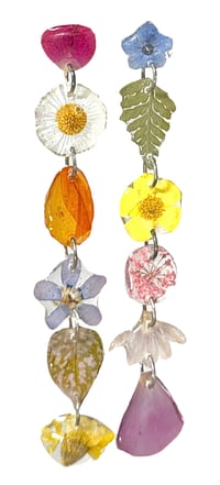 rose x forget me not